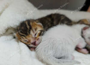 Exquisite Pedigree Bengal Kittens