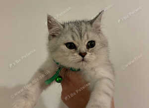 Stunning British Shorthair Kittens