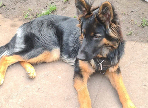Roxy