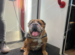 Stunning Traditional Red/White Female for Sale
