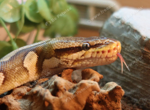 Mojave ball python