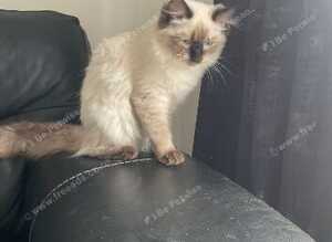 Female ragdoll 8months old