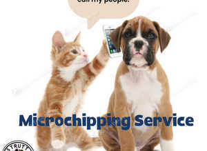 Microchipping approved by new DERFA requirements