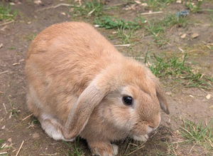 REDUCED 8/9 Mini Lops available