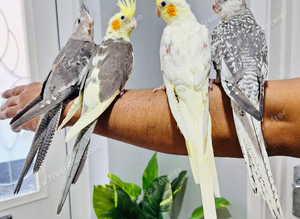 Beautiful baby hand tamed & untamed cockatiels for sale.