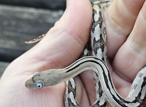 Baby Trans-Pecos Rat Snake For Sale