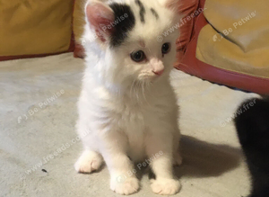 3/4 Ragdoll