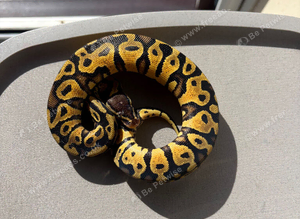 Female pastel yellow belly het DG ph pied for sale