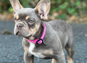 KC Isabella frenchie