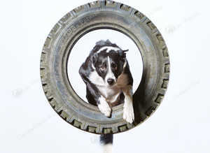 Dog Exercise, Care and Training