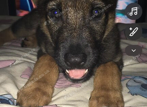 German Shepherd puppy