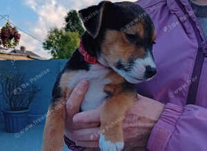 Border lakeland Russell pups