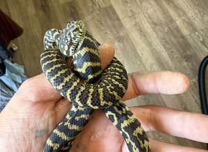 Baby zebra jungle carpet python