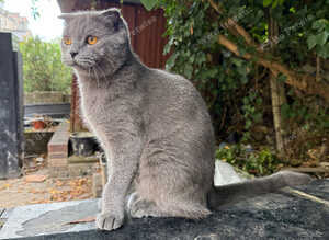 Beautiful Blue Scottish Fold Girl - 20 Months - Neutered