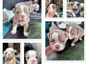 Gorgeous Olde English Bulldogges
