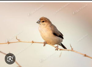 Birds in Stoke-on-Trent