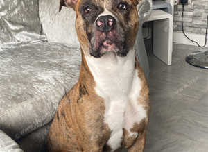 Merle cane corso for stud