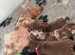 KC Miniature dachshunds true to type
