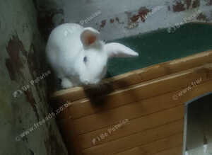 2 female available one brown andonewhite