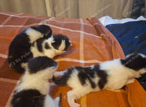 Kittens