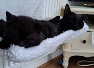 Kittens