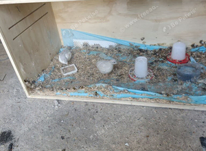 Two Quails hens