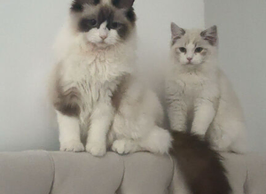 Beautiful ragdoll kittens