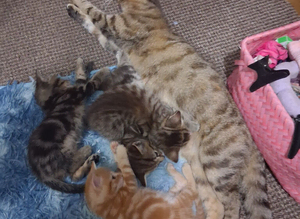 3 Kittens