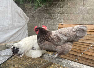 3 chickens for sale laying and chicks