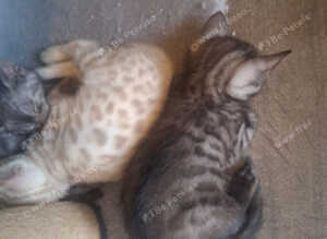 Bengal babies looking for their forever homes