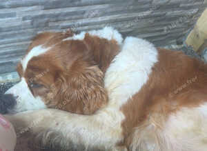 4 stunning cava poopuppies