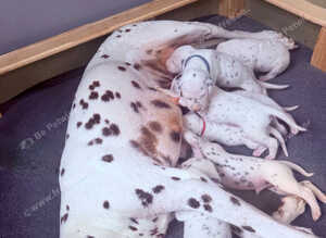 Dalmatian puppies - ready 23/10/26