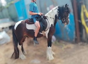 Bombproof childs pony or small adult 4 years old 14hh cob gelding