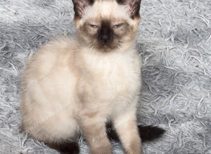 Lovely cute Siamese cross
