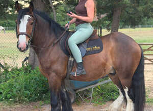 16Hh 4YO Gelding RIDE AND DRIVE 100% BOMBPROOF COB
