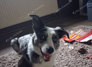 Male bi eyed 4 year old blue merle