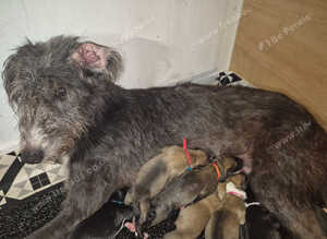 Lurcher puppies