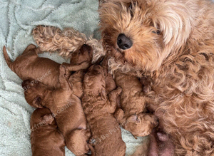 Cavapoo Puppies