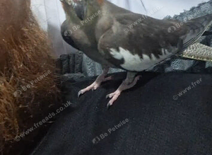 Cockatiel (hand tame)