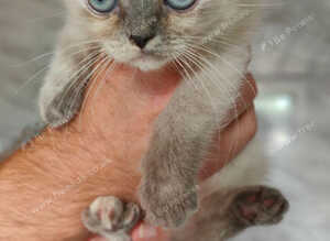 Persian x Blue eyed Female