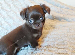 Tiny Russian Chihuahua babies