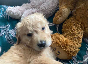 Beautiful Golden Boy READY TO LEAVE