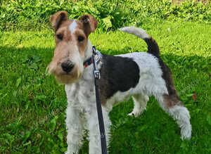 Beautiful Wire Fox Terrier Girl Available