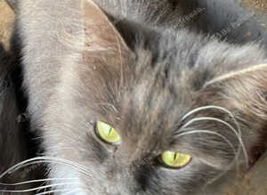 Blue & White Maine Coon