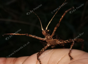 Giant Malaysian Jungle Nymphs