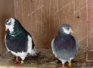 Pair of roller pigeons