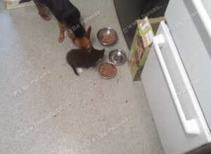 Kitten for new loving home
