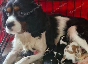 Cavalier puppies