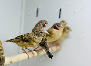 Cut throat finch