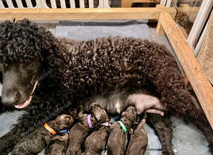 Irish Water Spaniel Litter